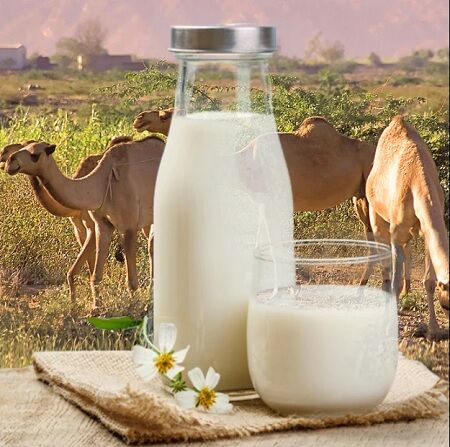 خواص عجیب شیر شتر برای مردان! + لیست قیمت انواع شیر محلی و پاستوریزه
