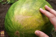 هندوانه خوب را چطور تشخیص دهیم؟ ۸ تکنیک برای انتخاب هندوانه شب یلدا