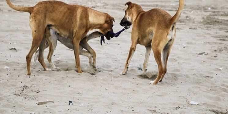دستور وزیر کشور برای جمع‌آوری سگ‌های ولگرد