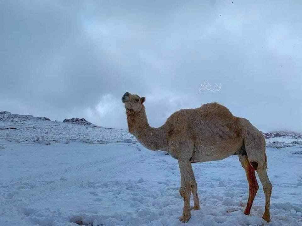 بارش برف در عربستان / شترها زیر برف ماندند! + عکس