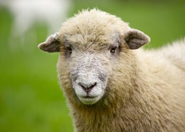 خرید گوسفند با کارت ملی! / ماجرا چیست؟