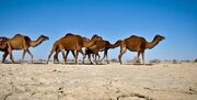 سیل در عربستان شترها را با خود برد! + فیلم