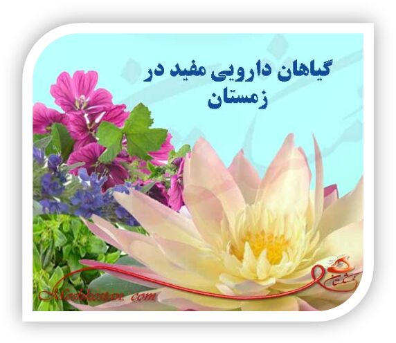 پنج گیاه دارویی برای زمستان که حتما باید در منزل داشته باشید