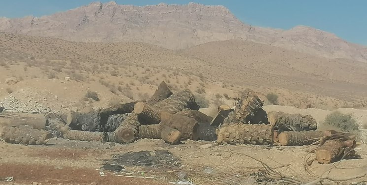 درختهایی که ایستاده میمیرند!