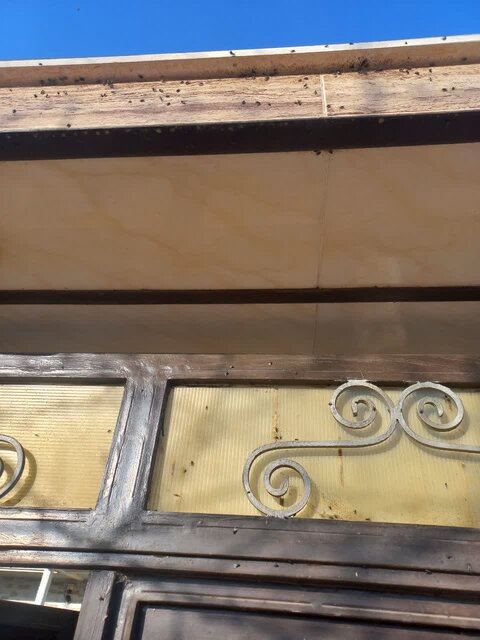 حمله مگسها به روستاهای این شهر