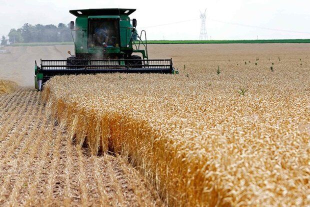 اجرای قانون ارث، تولید گندم را نصف می‌کند؟