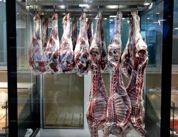 افزایش واردات گوشت یخی