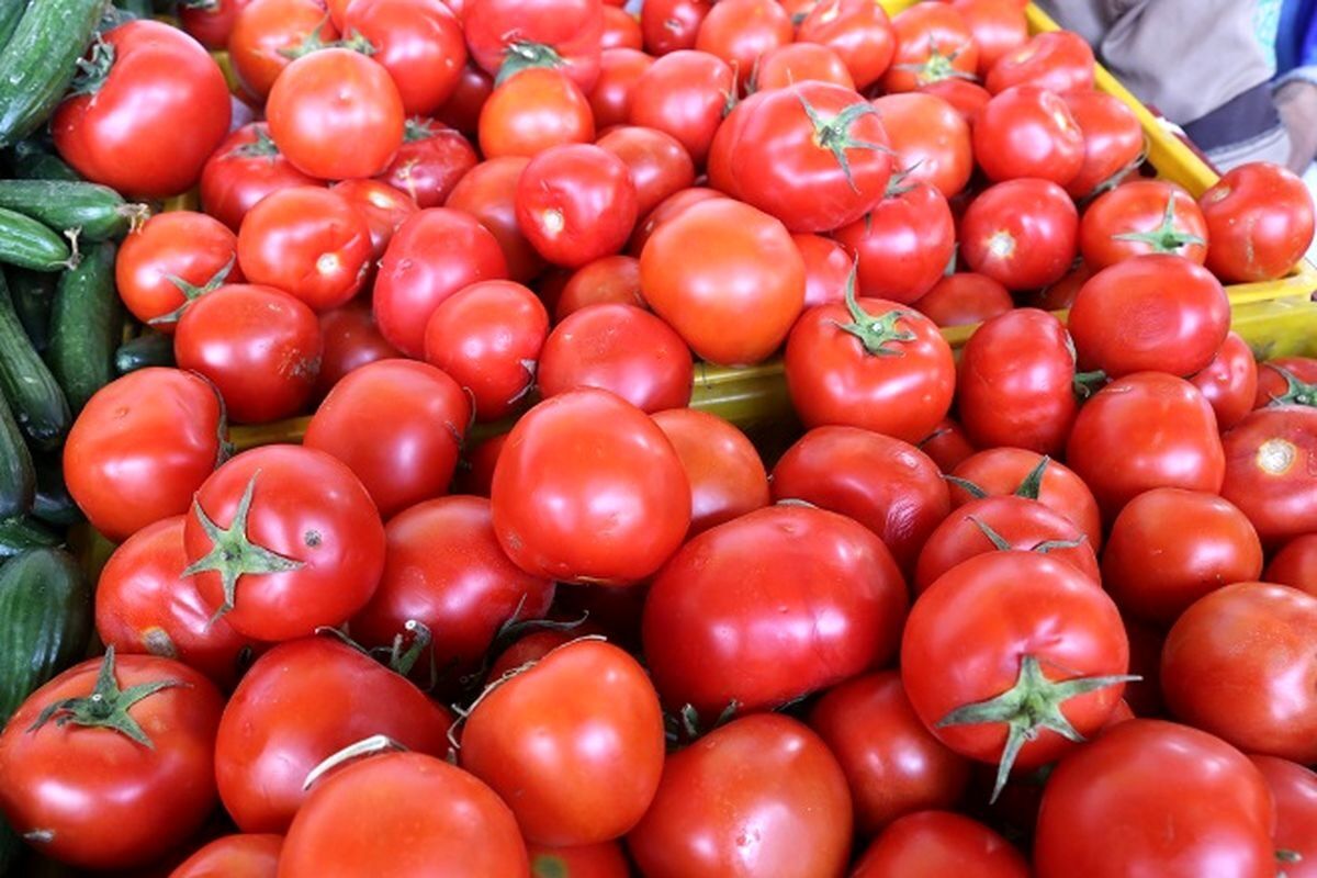 عوارض صادراتی گوجه فرنگی کاهش یافت