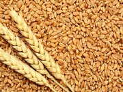 پیش بینی تولید ۱۳.۵ میلیون تن گندم در سال زراعی جاری