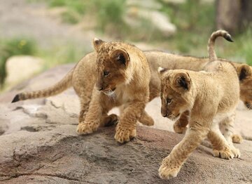اولین روز زندگی بچه شیرها چگونه می‌گذرد! + فیلم