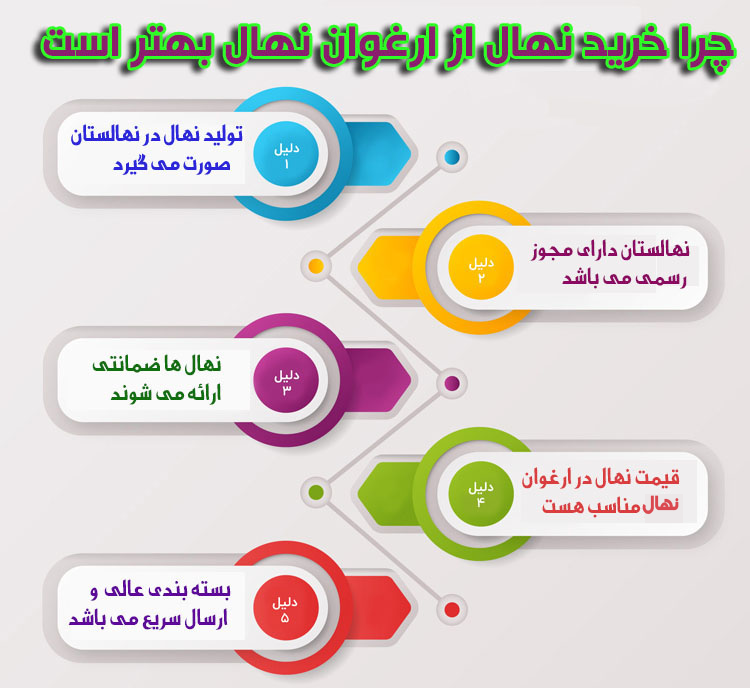 رازهای پولدار شدن بدون ریسک از نهال گردو ژنوتیپ ارغوان تیپ ۹