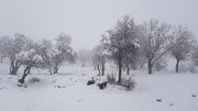 ۱۲ساعت بارش برف در این استان