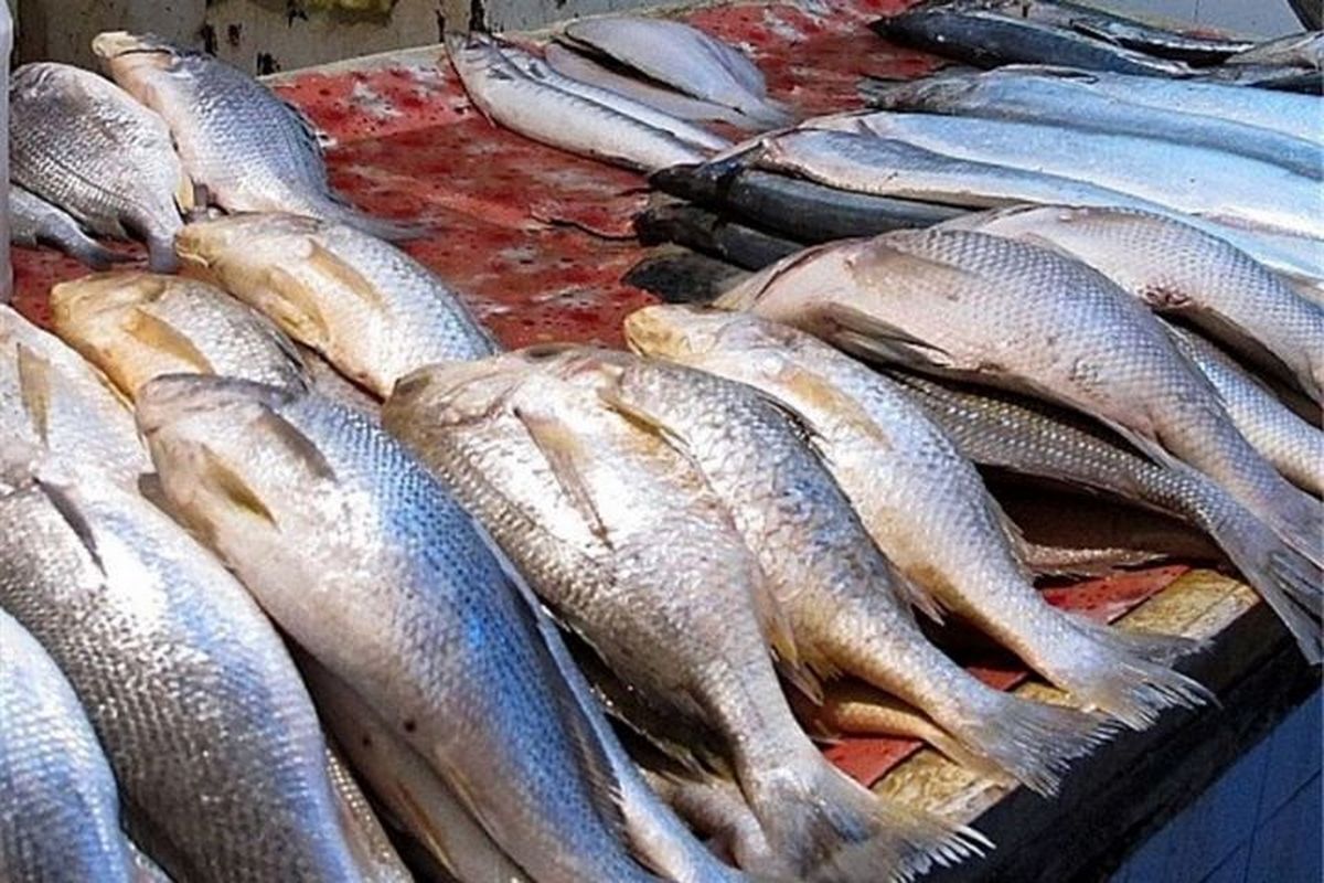 قیمت ماهی در این استان گران شد