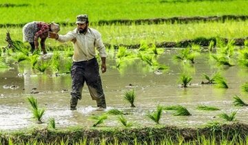 رنج برنج/ نابودی برنج ایرانی در سایه ترک فعل وزارت جهاد کشاورزی