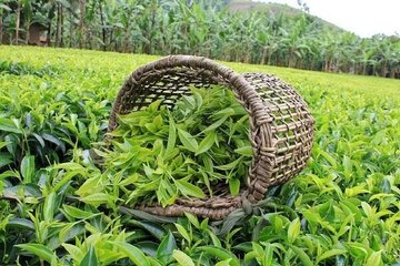 واردات چای بیش از ۵۰ درصد کاهش یافت