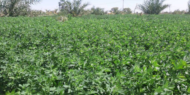 آب دریاچه ارومیه صرف تولید یونجه میشود!