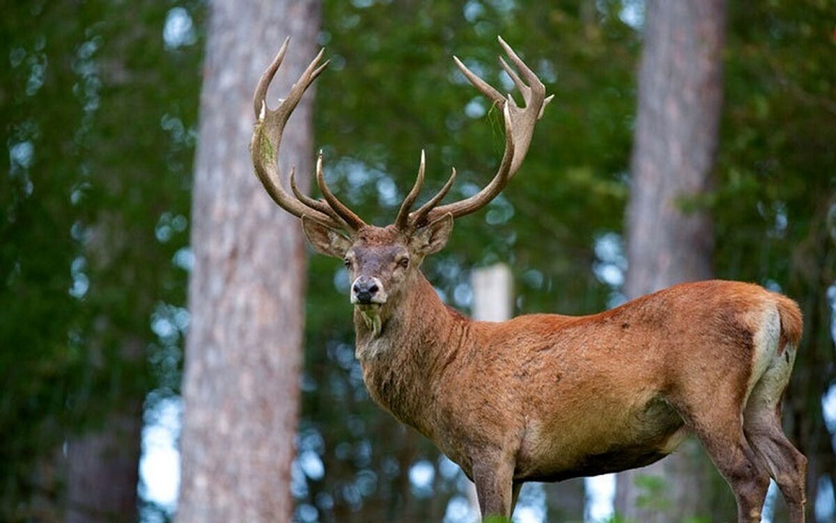 پیدا شدن گوزن سیاه در یک کشور! + فیلم