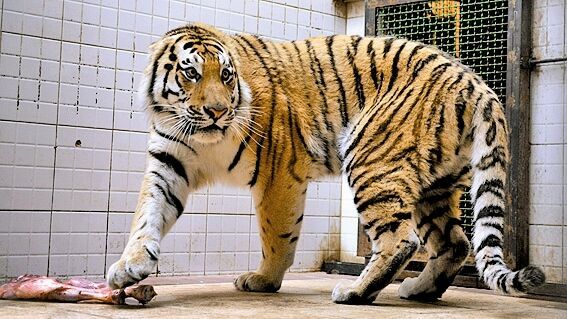 رفاقت ۲۰ ساله یک زن با ببر کور! + فیلم