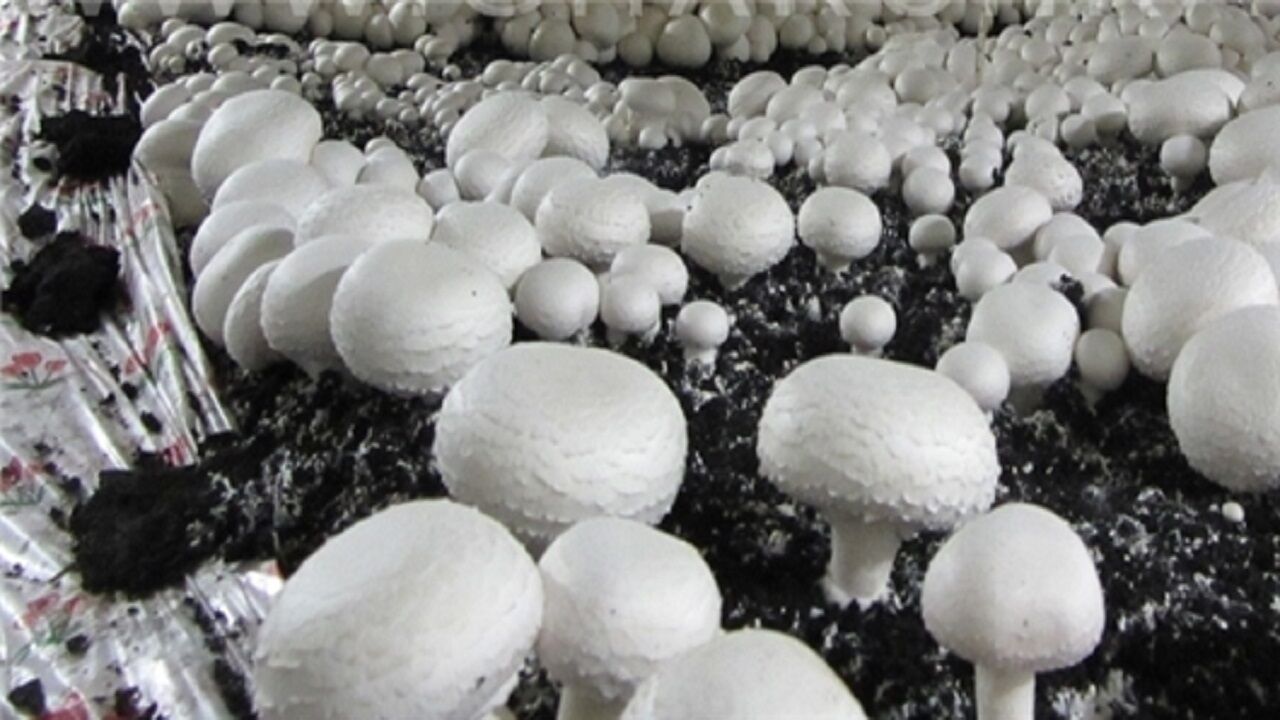 این قارچ ها را مصرف نکنید