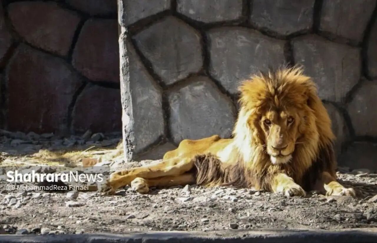 تازهترین عکس از شیر مریض باغ وحش مشهد