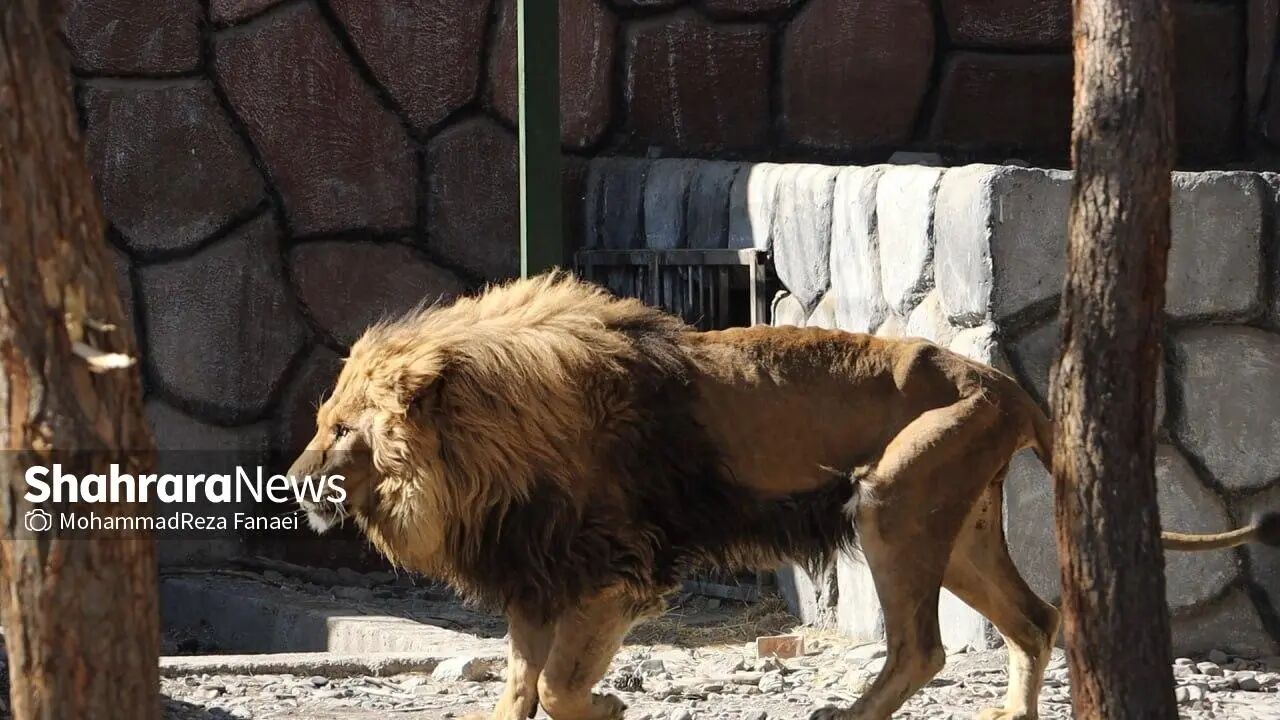 تازهترین عکس از شیر مریض باغ وحش مشهد