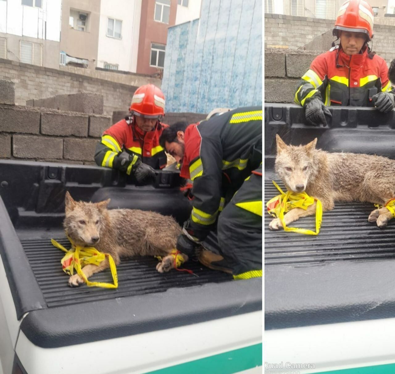 زندهگیری گرگ سرگردان در ایلام!