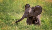 لحظه تلخ حمله دو شیر به یک بچه فیل! + فیلم
