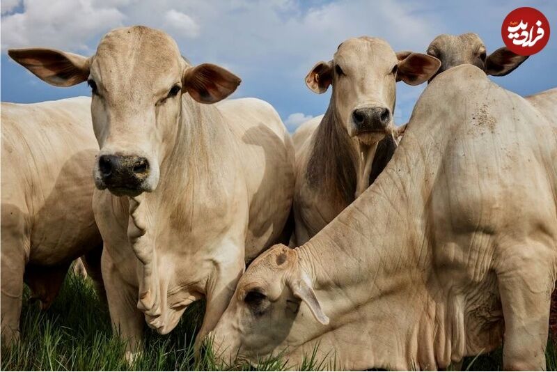 جقدر گاو و گوساله در کشور داریم؟
