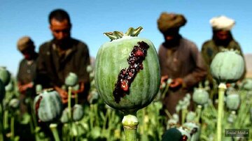 تولید مواد مخدر جدید در افغانستان!