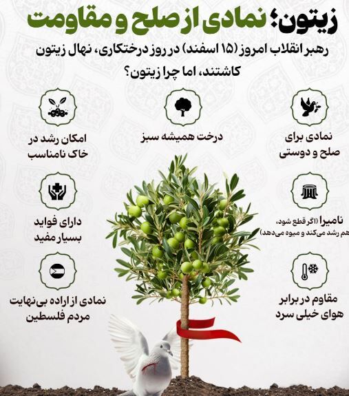 چرا رهبر معظم انقلاب نهال زیتون کاشتند؟