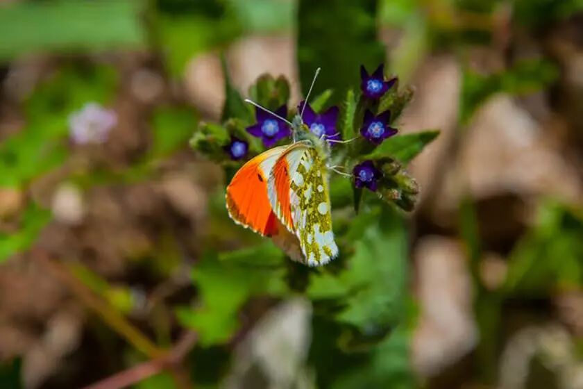 دره ی پروانه کجاست؟ + عکس