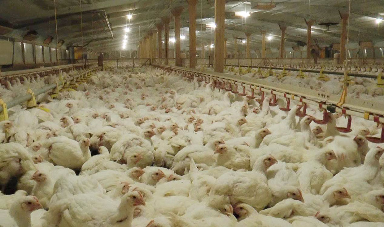 روزی ۱۰۰۰ تن مرغ از مرغداری‌ها می‌خریم