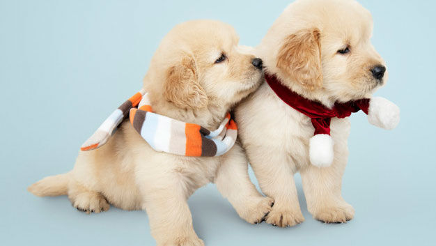 The Ultimate Guide to Puppy Care: Finding the Best Nutrition and Clothing for Your Furry Friend
