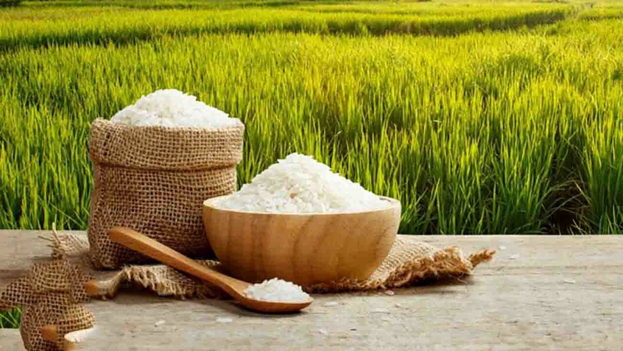کشت برنج‌ در کرمانشاه ممنوع است