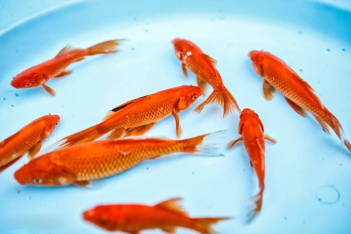رهاسازی ماهی قرمز در منابع آبی طبیعی ممنوع است