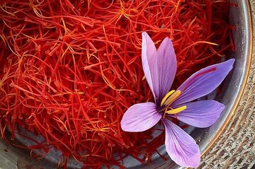 حالا زعفران روز ملی دارد