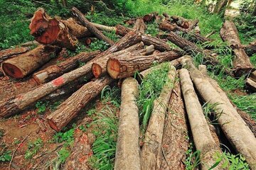 ورود قوه قضائیه به ماجرای قطع درختان جنگلی