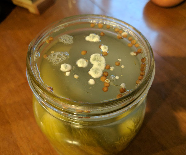 ترفند جلوگیری از کپک زدن خیارشور