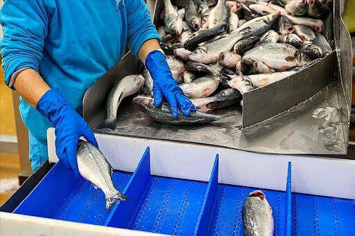 Iran’s Export of Fishery Products Up 15% in 11 Months