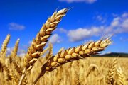 گندم چقدر سهم از اراضی کشور دارد؟