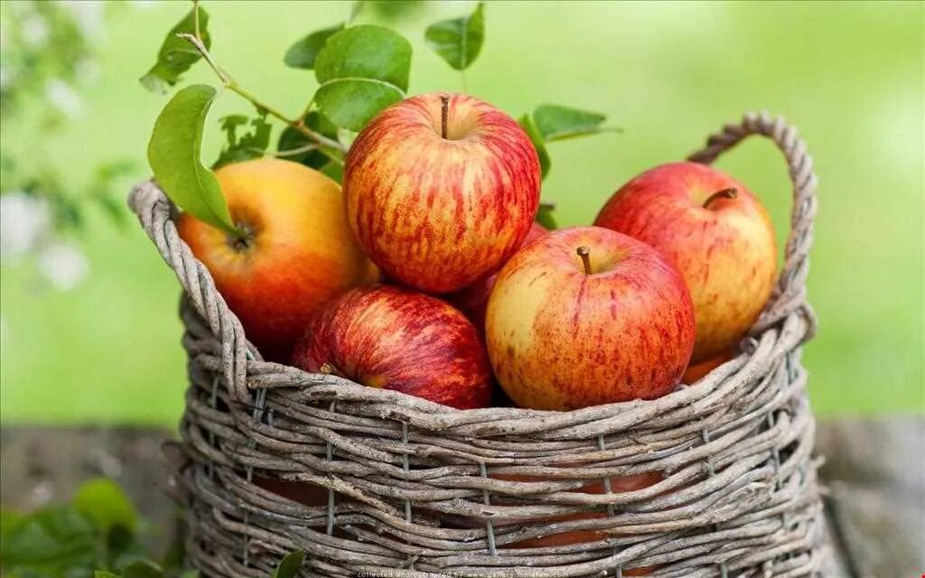 چرا سیب بهترین میوه برای حفظ سلامتی است؟