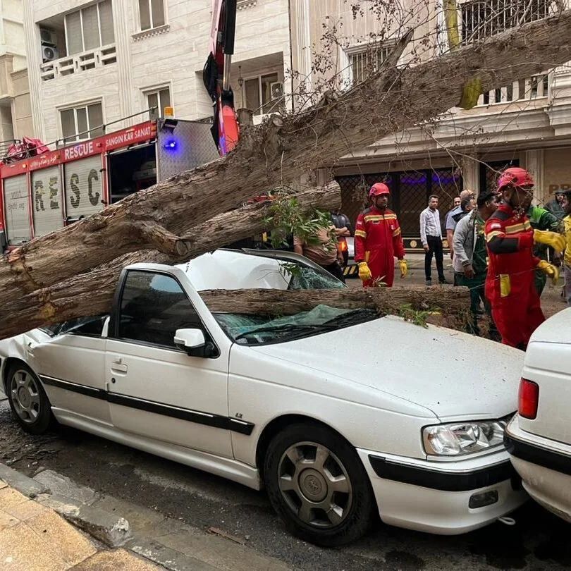 مقاومت عجیب پژو پارس در برابر سقوط یک درخت! + عکس