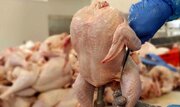 صادرات مرغ آزاد شد