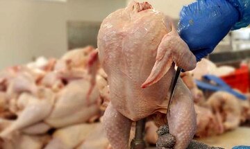 قیمت مرغ امروز ۲ اردیبهشت  ۱۴۰۳ در بازار