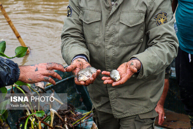 زخم کهنه تالاب انزلی بهبود مییابد؟