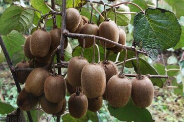 Over 125,000 Tons of Kiwi, Citrus Fruits Exported from Iran’s Mazandaran