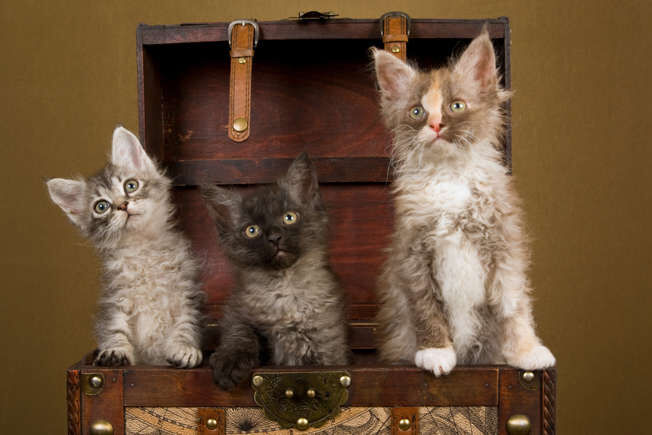 ۱۵ مورد از گران‌ ترین نژادهای گربه در جهان