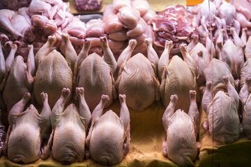 قیمت مرغ امروز ۱۹ اردیبهشت ۱۴۰۳ در بازار