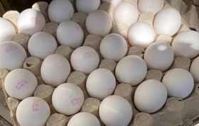قیمت جدید تخم‌مرغ / هر شانه تخم‌مرغ چند؟ + جدول