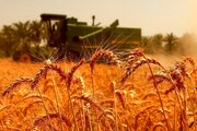 خرید بیش از ۲ میلیون تُن گندم از کشاورزان ۱۰ استان